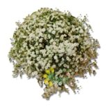 Handbouquet Babybreath Prime Love